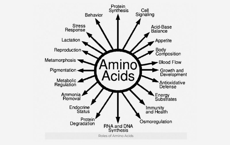 Roles of Amino Acids