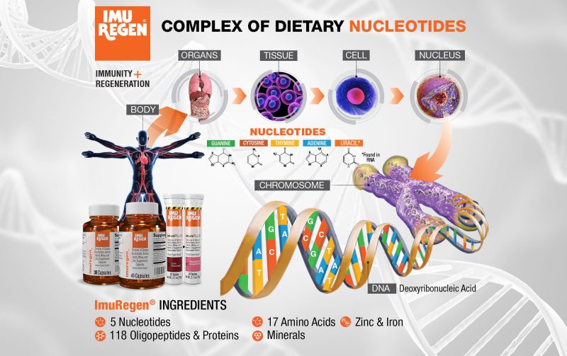 The Power of DNA-Nutrition Nucleotide Peptides Amino Acids