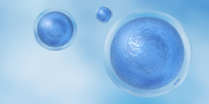 how long does it take stem cells to work